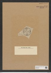 Aulacodiscus petersii var. circunnata (A. Schm.) Rattr. (de-Toni-Nr.: Genus 182, Species 4544) Zeichnungen Sammlung Grunow Nr. 8148 (NHMW-BOT-W0377508)